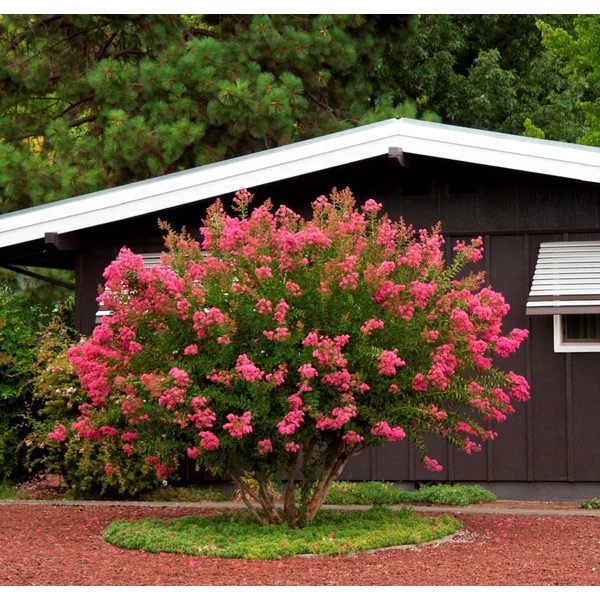 Lagerstroemia indica 'Hopi' - Kínai selyemmirtusz