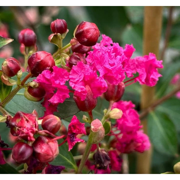 Lagerstroemia indica 'Liget Paprika' - Kínai selyemmirtusz