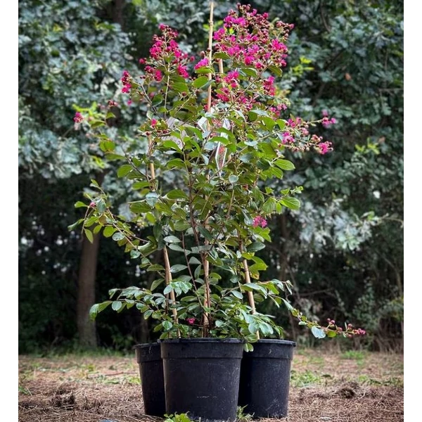 Lagerstroemia indica 'Liget Paprika' - Kínai selyemmirtusz