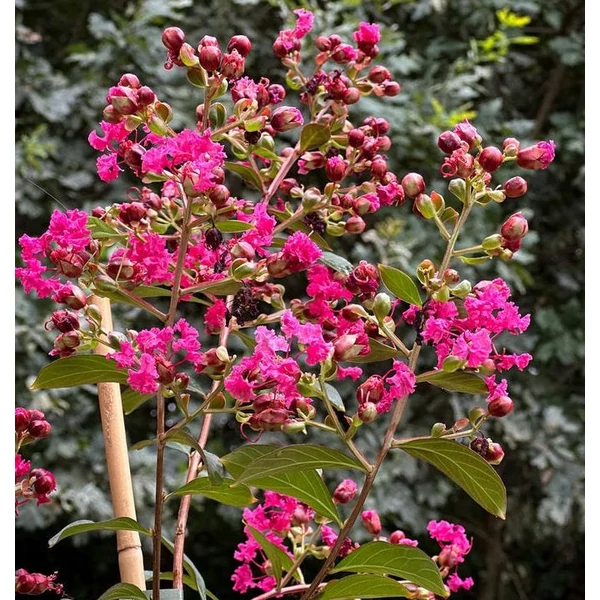 Lagerstroemia indica 'Liget Paprika' - Kínai selyemmirtusz
