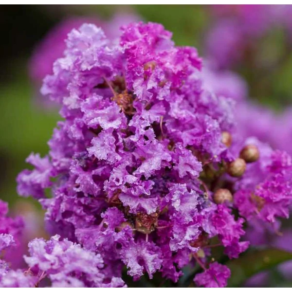 Lagerstroemia indica 'Petite Orchid' - Kínai selyemmirtusz