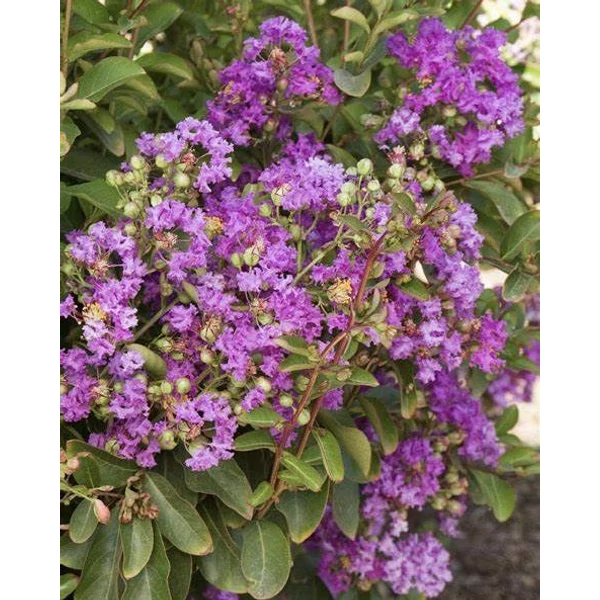 Lagerstroemia indica 'Petite Orchid' - Kínai selyemmirtusz