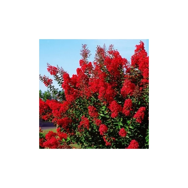 Lagerstroemia indica 'Red Imperator' - Kínai selyemmirtusz