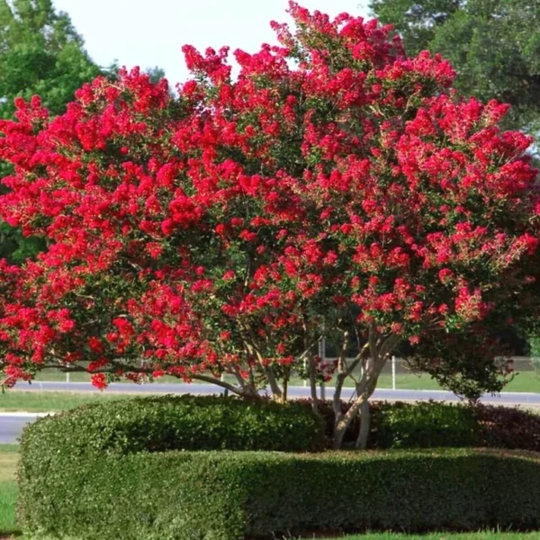 Lagerstroemia indica 'Red Imperator' - Kínai selyemmirtusz