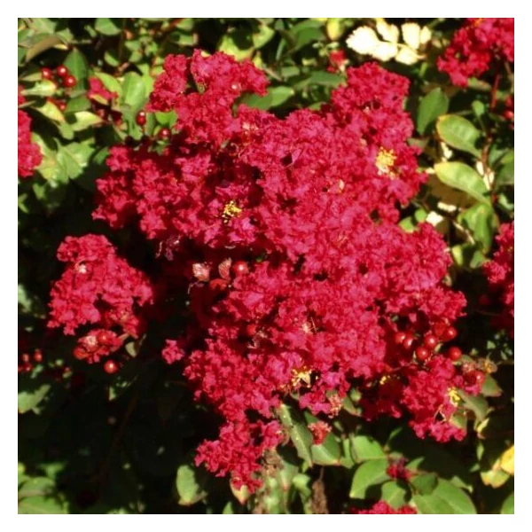 Lagerstroemia indica 'Red Imperator' - Kínai selyemmirtusz