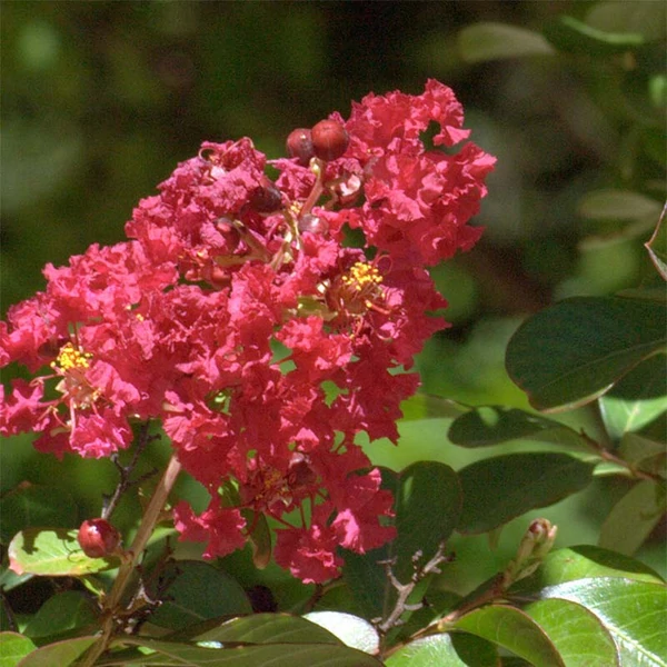 Lagerstroemia indica 'Red Imperator' - Kínai selyemmirtusz