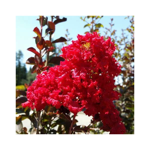 Lagerstroemia indica 'Red Rocket' - Kínai selyemmirtusz