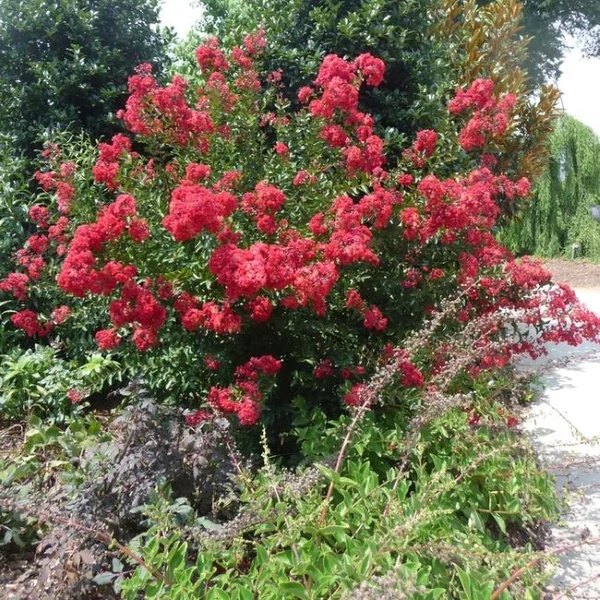 Lagerstroemia indica 'Red Rocket' - Kínai selyemmirtusz