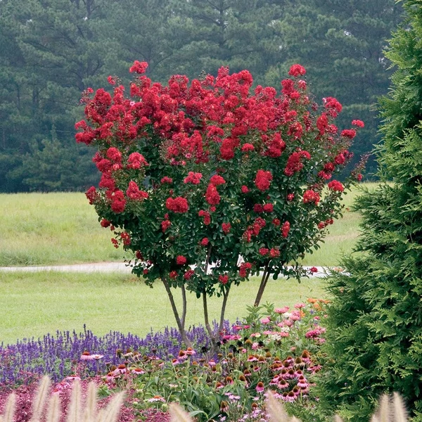 Lagerstroemia indica 'Red Rocket' - Kínai selyemmirtusz