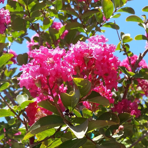 Lagerstroemia indica x fauriei 'Tonto' - Kínia selyemmirtusz