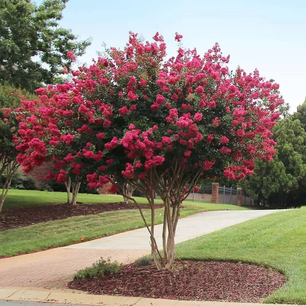 Lagerstroemia indica x fauriei 'Tonto' - Kínia selyemmirtusz