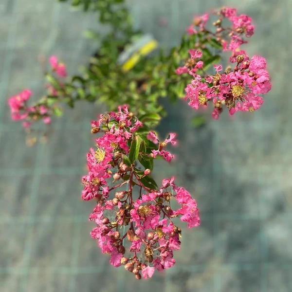 Lagerstroemia 'Tourne' - Kínai selyemmirtusz