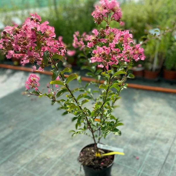 Lagerstroemia 'Tourne' - Kínai selyemmirtusz