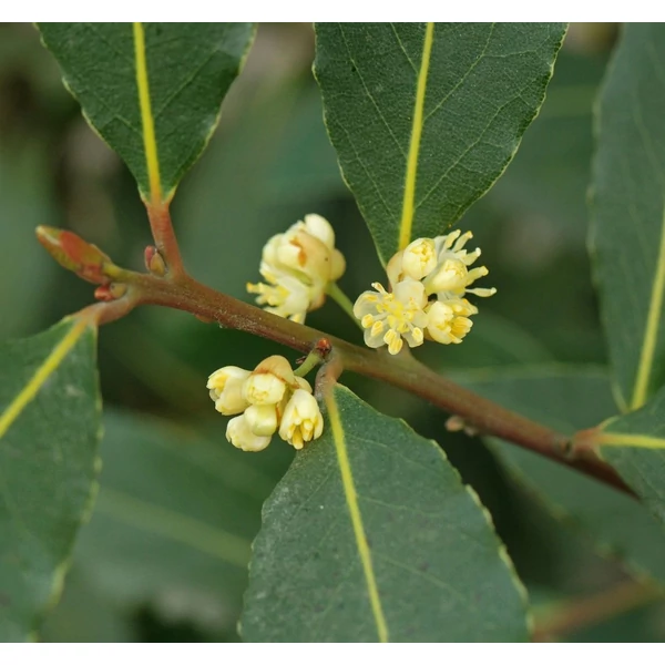 Laurus nobilis - Babér