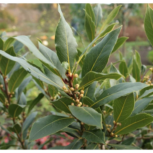 Laurus nobilis - Babér