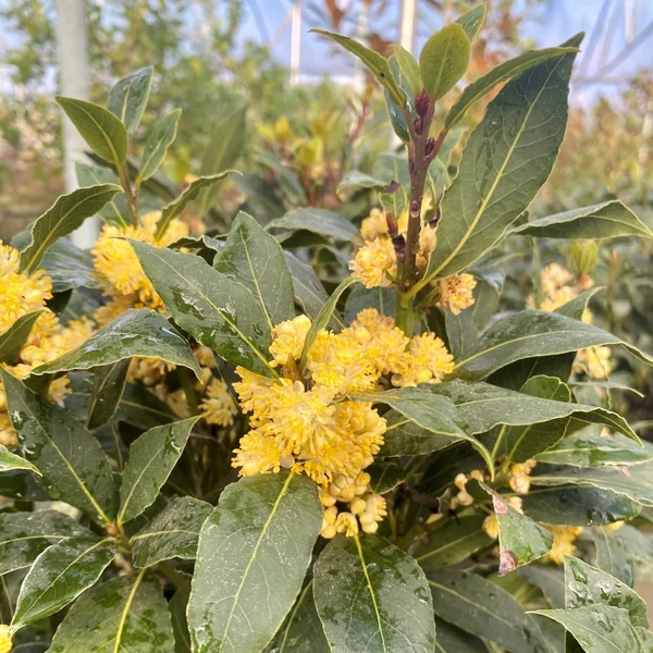 Laurus nobilis - Babér
