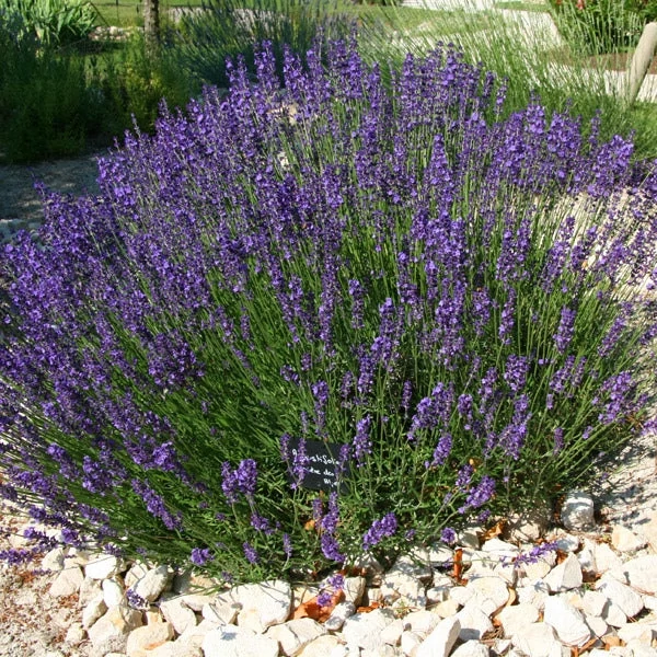 Lavandula angustifolia - Angol vagy közönséges levendula