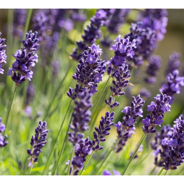 Lavandula angustifolia - Angol vagy közönséges levendula