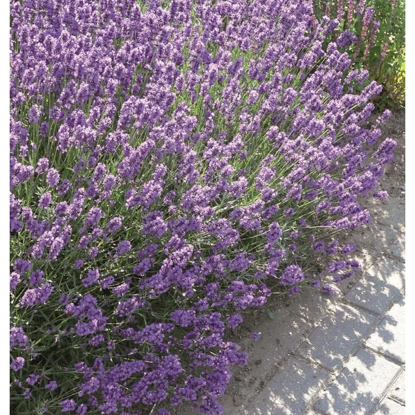 Lavandula angustifolia 'Dwarf Blue' - Angol vagy közönséges levendula