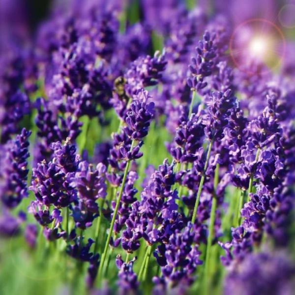 Lavandula angustifolia 'Hidcote' - Angol vagy közönséges levendula