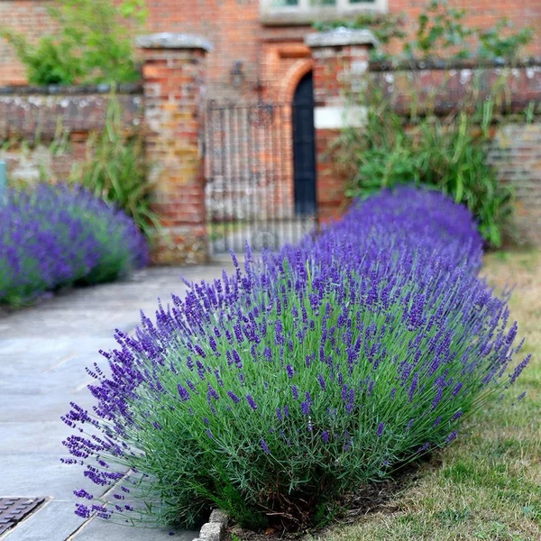 Lavandula angustifolia 'Hidcote' - Angol vagy közönséges levendula