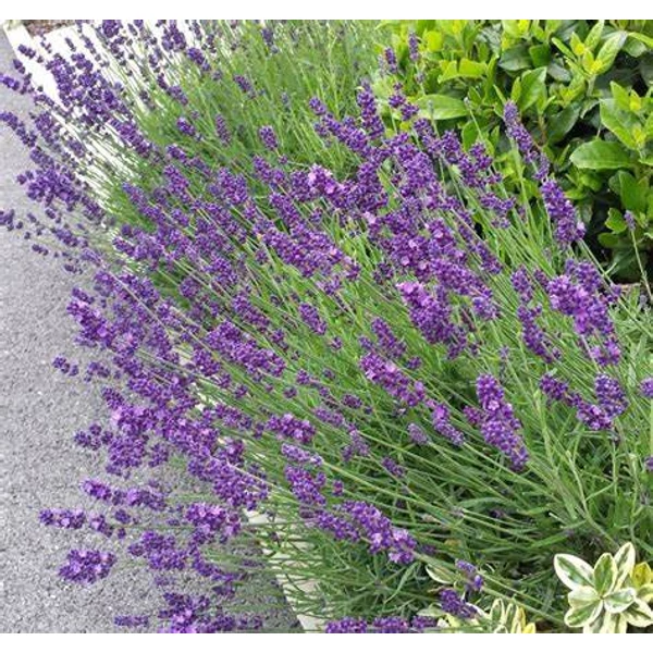 Lavandula angustifolia 'Hidcote' - Angol vagy közönséges levendula