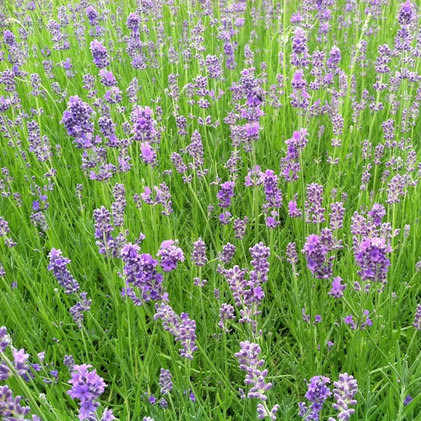 Lavandula angustifolia 'Munstead' - Angol vagy közönséges levendula