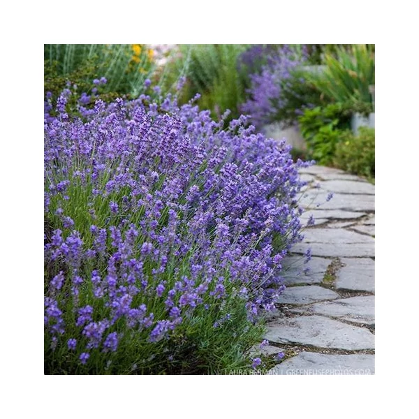 Lavandula angustifolia 'Munstead' - Angol vagy közönséges levendula