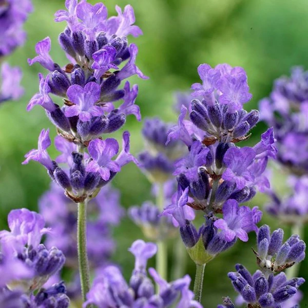 Lavandula angustifolia 'Munstead' - Angol vagy közönséges levendula