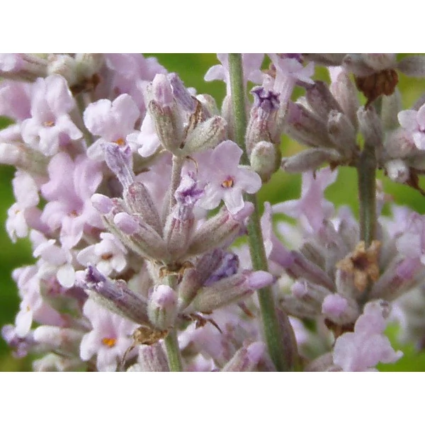 Lavandula angustifolia 'Rosea' - Angol vagy közönséges levendula