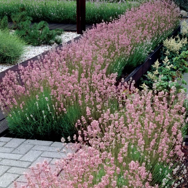 Lavandula angustifolia 'Rosea' - Angol vagy közönséges levendula