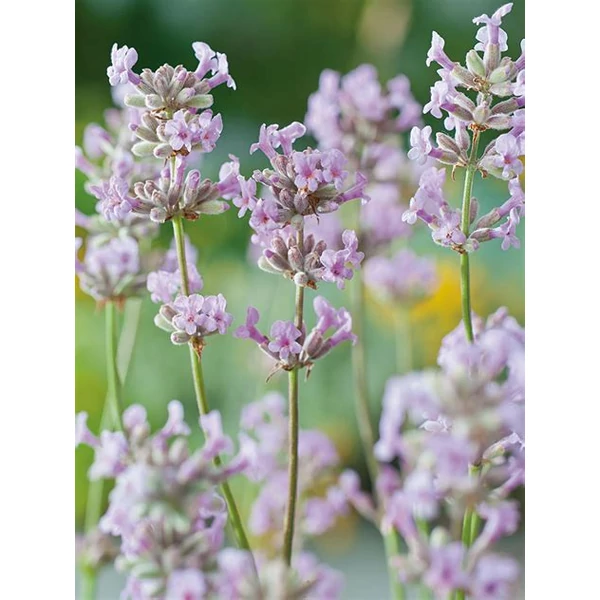 Lavandula angustifolia 'Rosea' - Angol vagy közönséges levendula