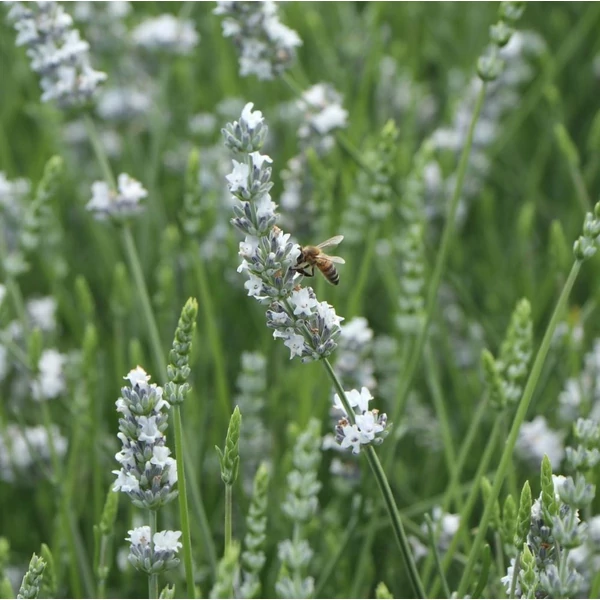 Lavandula x intermedia 'Edelweiss' - Provanszi/hibrid levendula