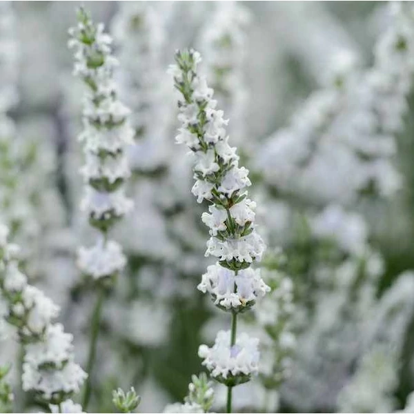 Lavandula x intermedia 'Edelweiss' - Provanszi/hibrid levendula