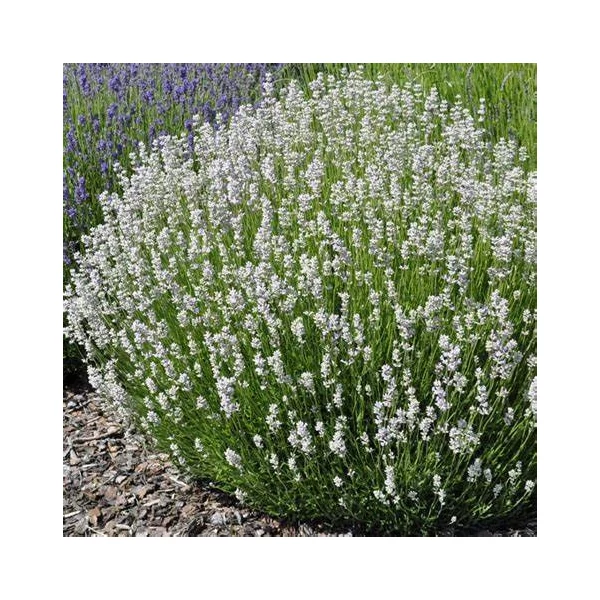 Lavandula x intermedia 'Edelweiss' - Provanszi/hibrid levendula