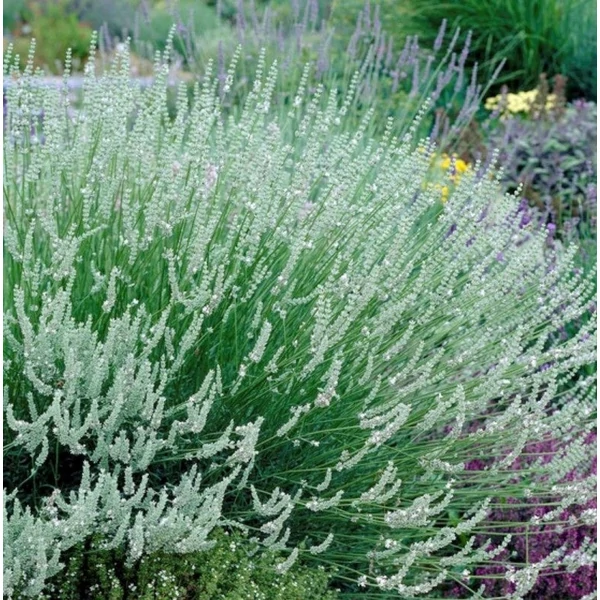 Lavandula x intermedia 'Edelweiss' - Provanszi/hibrid levendula