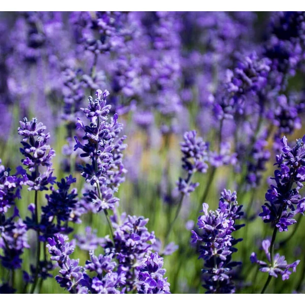 Lavandula x intermedia 'Grappenhall' - Provanszi/hibrid levendula
