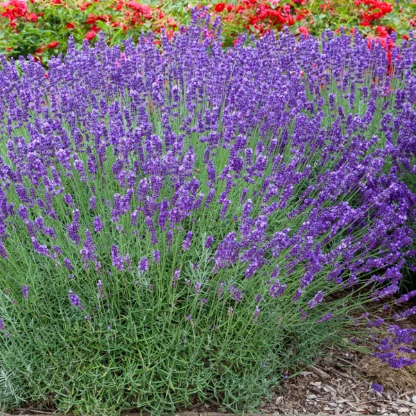 Lavandula x intermedia 'Grappenhall' - Provanszi/hibrid levendula