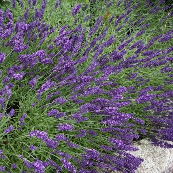 Lavandula x intermedia 'Grappenhall' - Provanszi/hibrid levendula