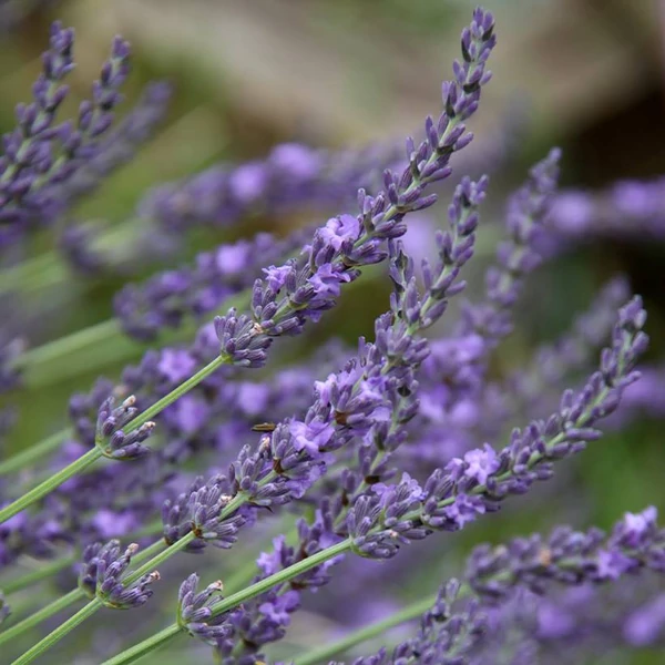 Lavandula x intermedia 'Grappenhall' - Provanszi/hibrid levendula