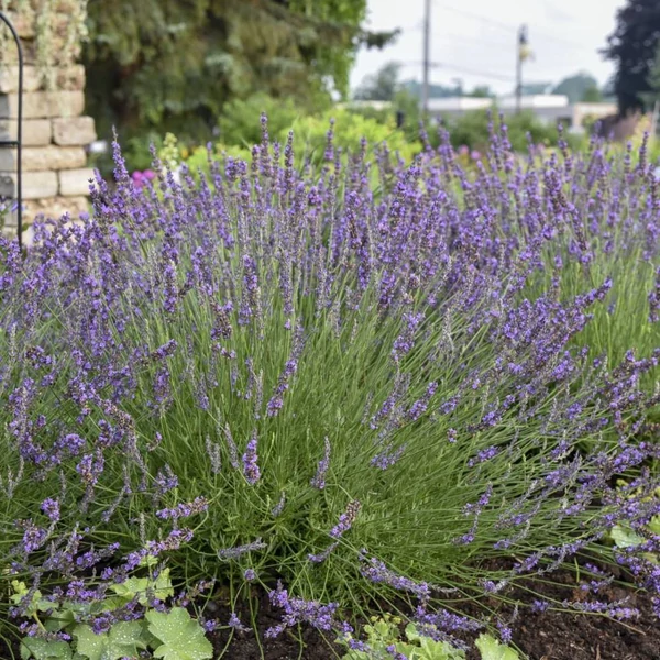 Lavandula x intermedia 'Phenomenal/Niko' - Provanszi/hibrid levendula