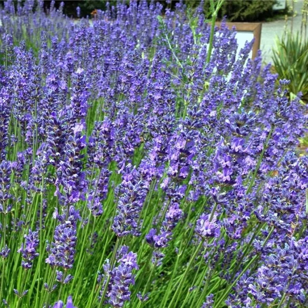 Lavandula x intermedia 'Phenomenal/Niko' - Provanszi/hibrid levendula