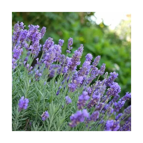 Lavandula x intermedia 'Phenomenal/Niko' - Provanszi/hibrid levendula