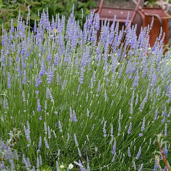 Lavandula x intermedia 'Provence' - Provanszi/hibrid levendula