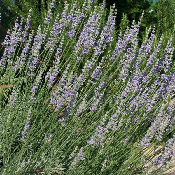 Lavandula x intermedia 'Provence' - Provanszi/hibrid levendula