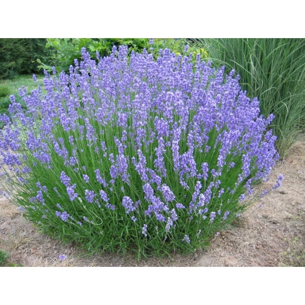 Lavandula x intermedia 'Grosso' - Provanszi/hibrid levendula
