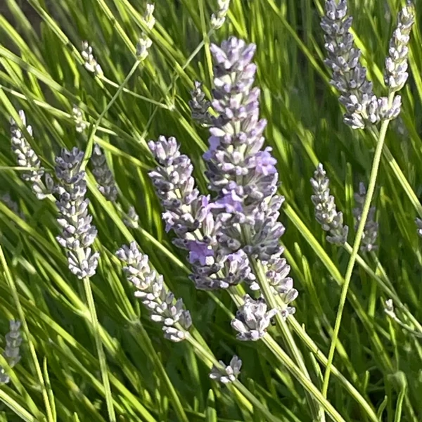 Lavandula x intermedia 'Grosso' - Provanszi/hibrid levendula