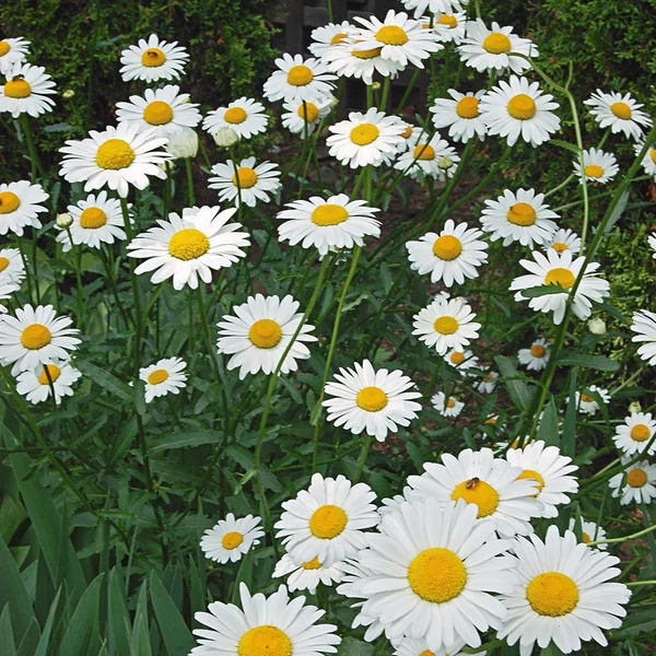 Leucanthemum/Chrysanthemum x superbum 'Becky' - Kerti margaréta