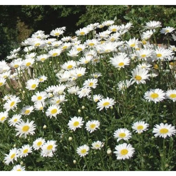 Leucanthemum/Chrysanthemum x superbum 'Becky' - Kerti margaréta