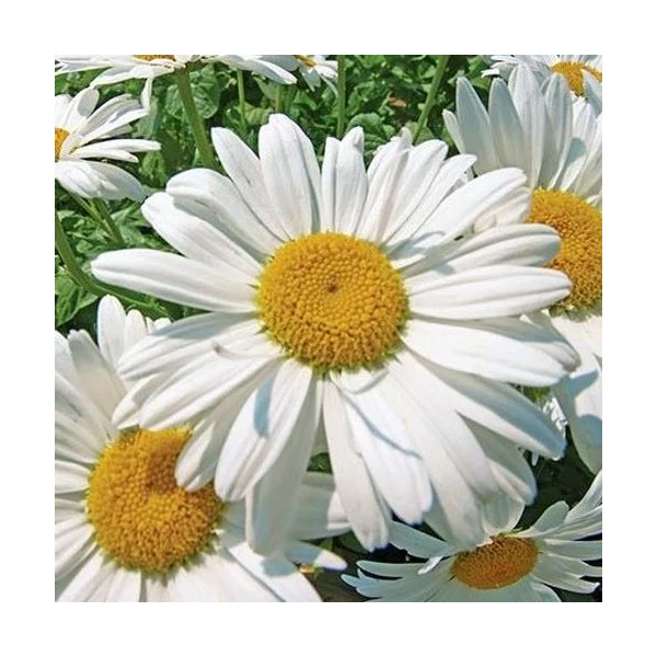 Leucanthemum/Chrysanthemum x superbum 'Becky' - Kerti margaréta